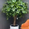 9729(1) Add a touch of elegance with the Green Tree artificial Ficus! Experience the beauty of nature indoors, without any maintenance. Buy yours now!