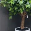 9729(2) Add a touch of elegance with the Green Tree artificial Ficus! Experience the beauty of nature indoors, without any maintenance. Buy yours now!