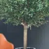 Elevate your interior with our gorgeous Artificial Olive Tree. Enjoy the charm of nature in your home or workspace all year round!
