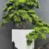 9603(1)jpg Elevate your space with this stunning Artificial Bonsai Tree! Its realistic design and stylish pot will bring everlasting beauty to any setting.