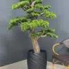 Elevate your space with this stunning Artificial Bonsai Tree! Its realistic design and stylish pot will bring everlasting beauty to any setting.