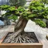 9720 Elevate your space with this stunning Artificial Bonsai Tree! Its realistic design and stylish pot will bring everlasting beauty to any setting.