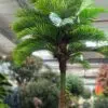Transform your space with our stunning Artificial PALM TREE. Add natural artistry and tranquility effortlessly—shop now for yours!