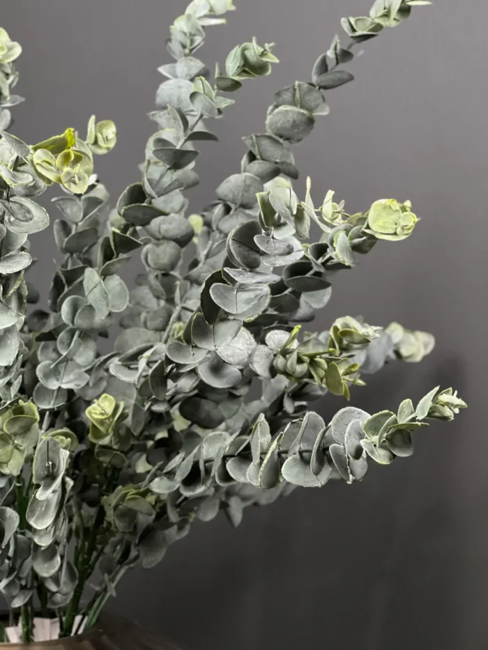 5pcs eucalyptus 1020-37