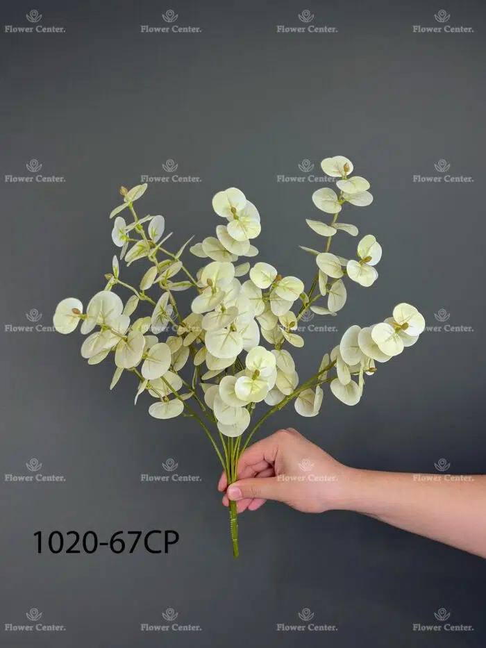 Eucalyptus – 1020-67