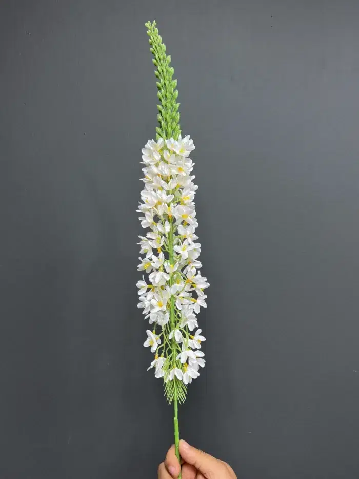 Delphinium – 5644-30