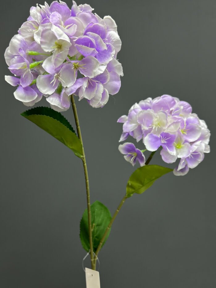 2F Single Hydrangeas 6506-7