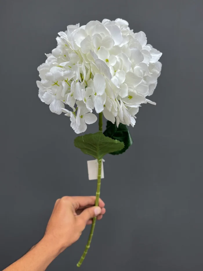 Single Hydrangeas – 6509-3