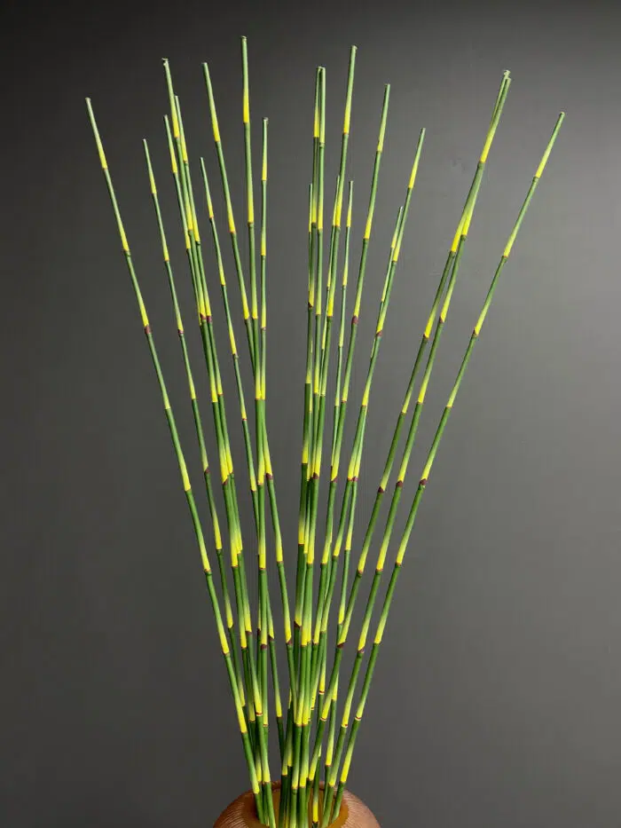 Accessories 100cm MA6736