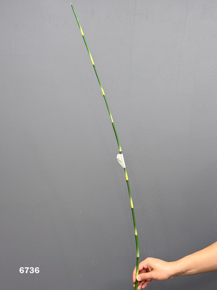 Accessories 100cm MA6736