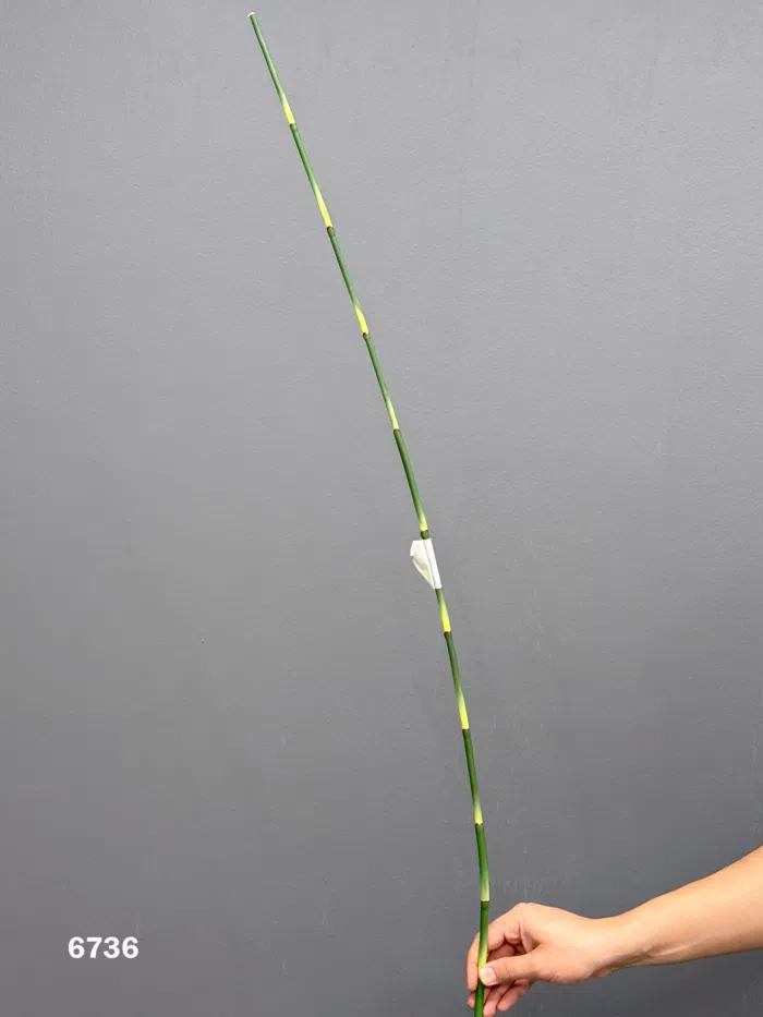 Accessories 100cm MA6736