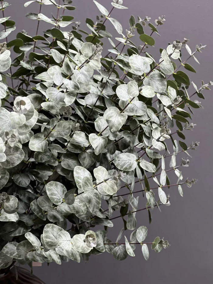 Eucalyptus – MA1020-64GR