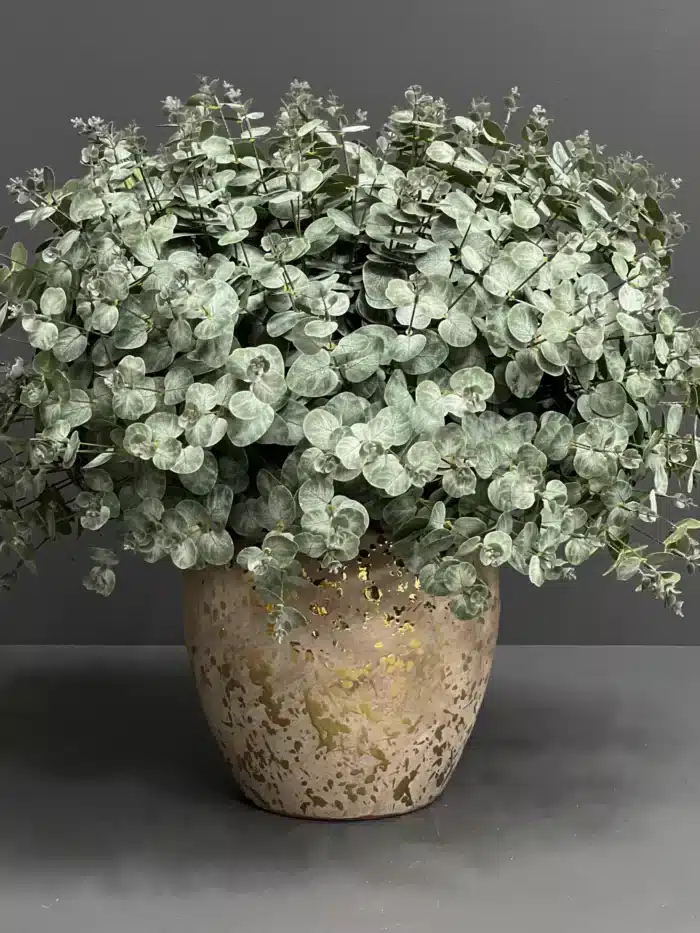 Eucalyptus – MA1020-65