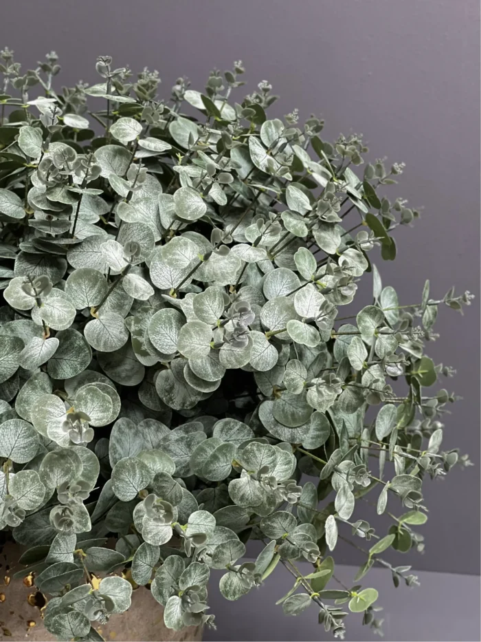 Eucalyptus – MA1020-65