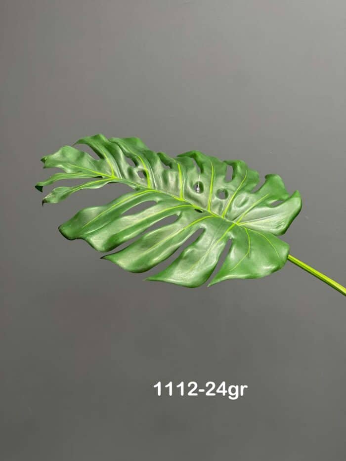Monstera – 1112-24gr