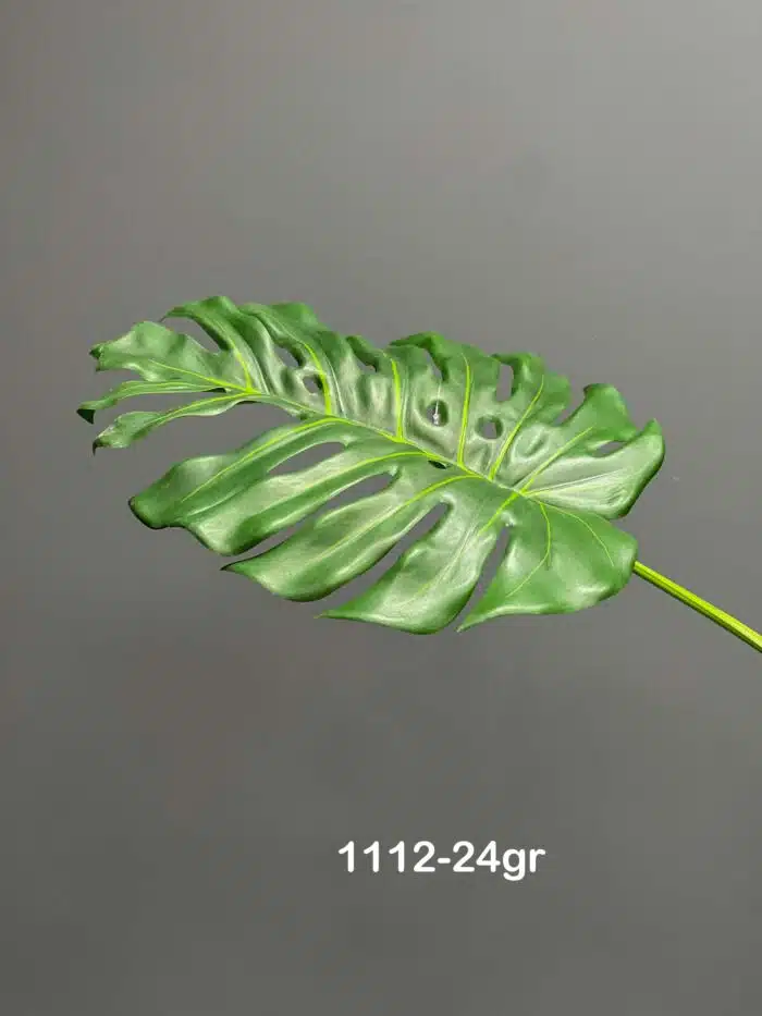 Monstera – 1112-24gr