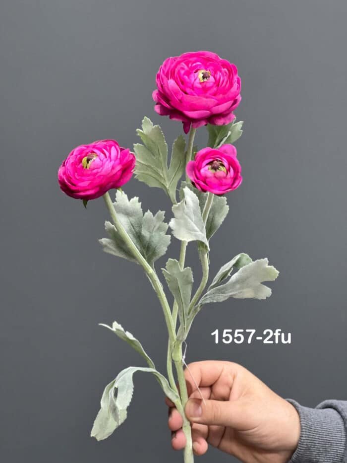 Ranunculus  – 1557-2
