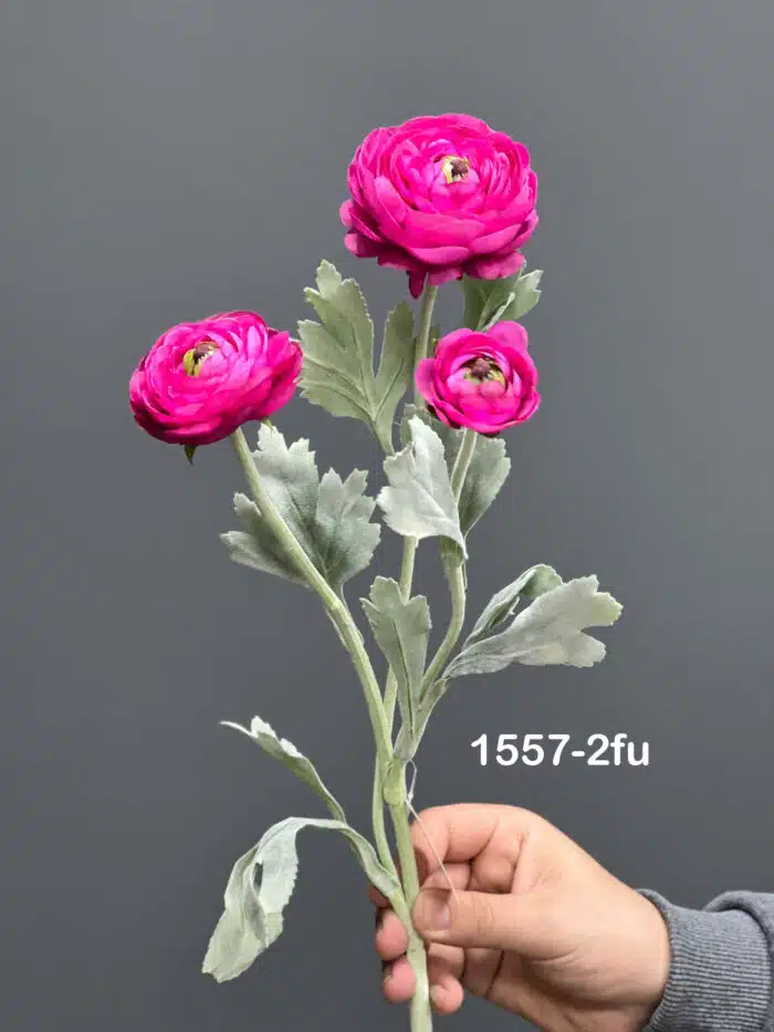 Ranunculus – 1557-2