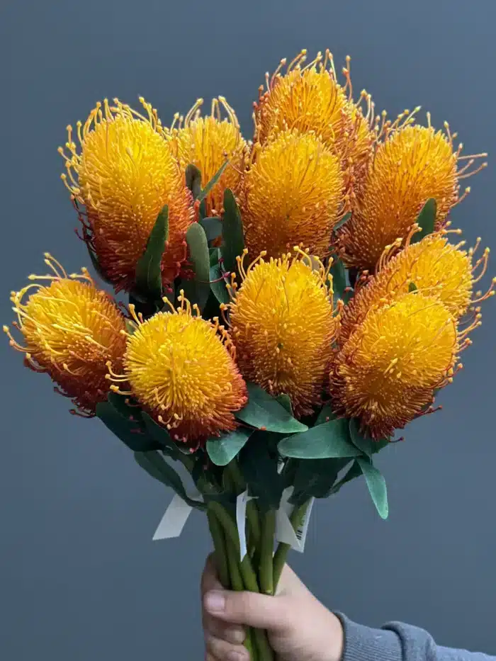 Protea Single – 4505-5