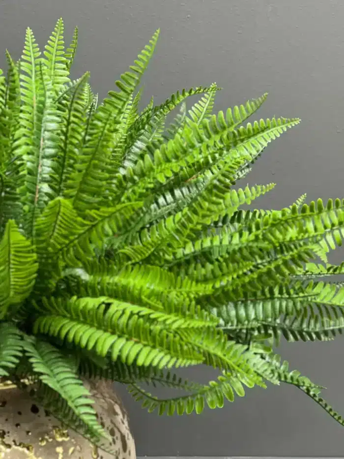 Fern leave – 6089-43