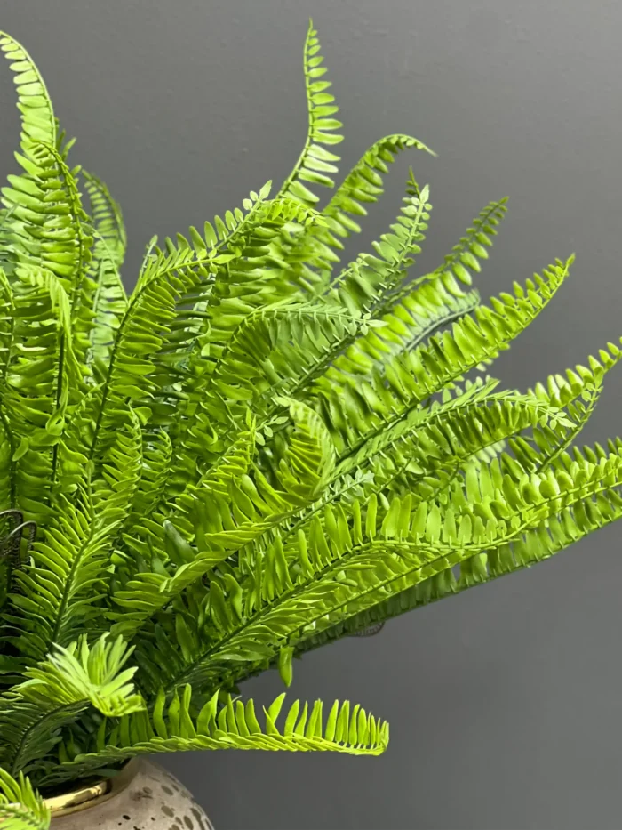 Fern leave – 6089-44