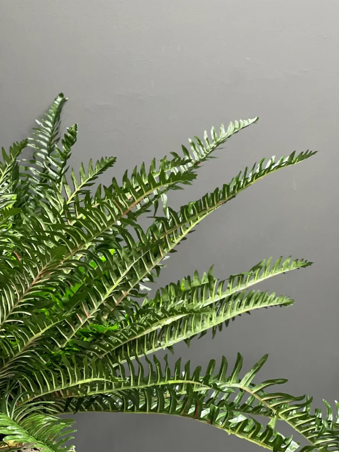 Fern leave – 6089-47
