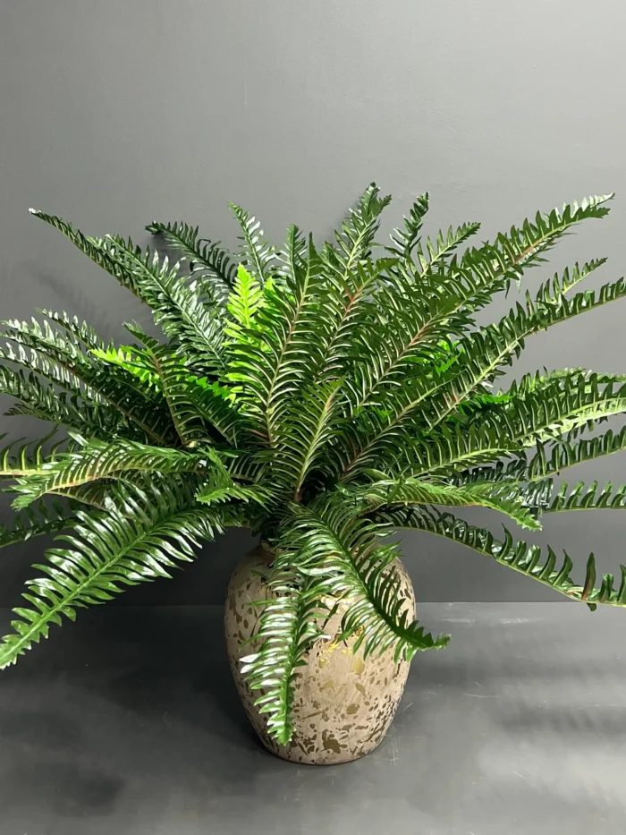 Fern leave – 6089-47