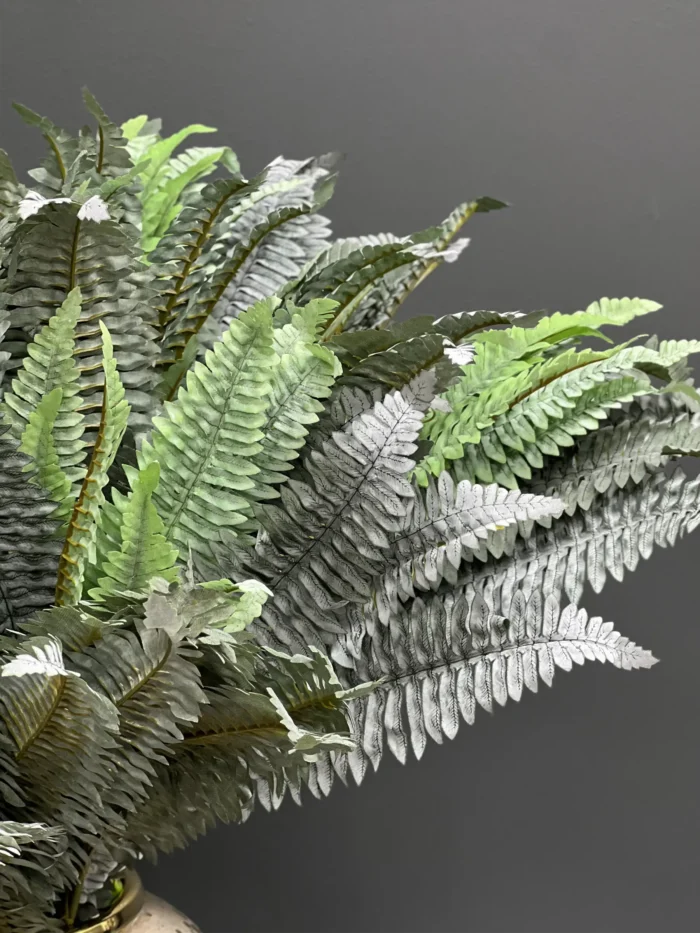 Fern leave – 6089-49