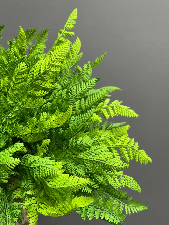 Fern – 6089-67