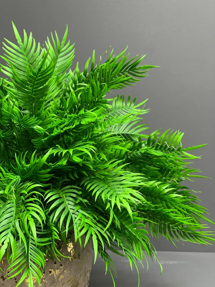 Fern – 6089-68