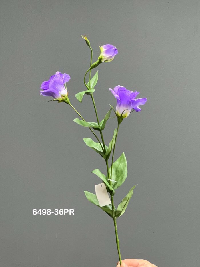 Lisianthus (louisiana) – 6498-36