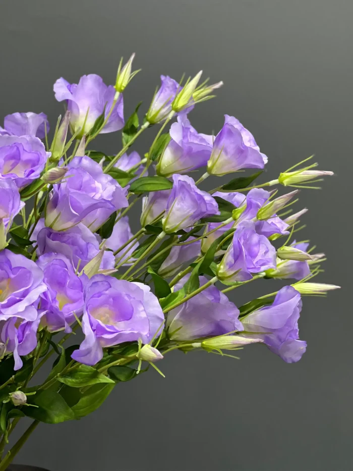 Lisianthus – 6498-37