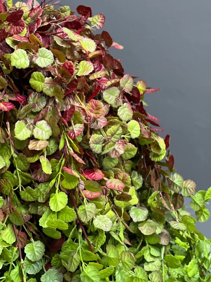 Hanging greenery – 6760