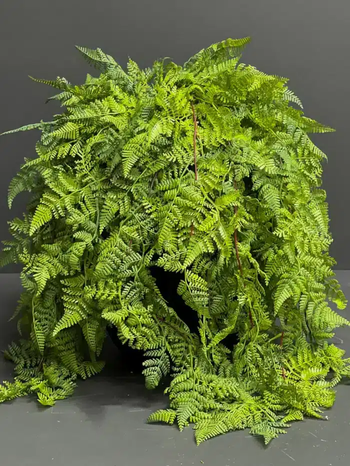 Hanging greenery – 6761
