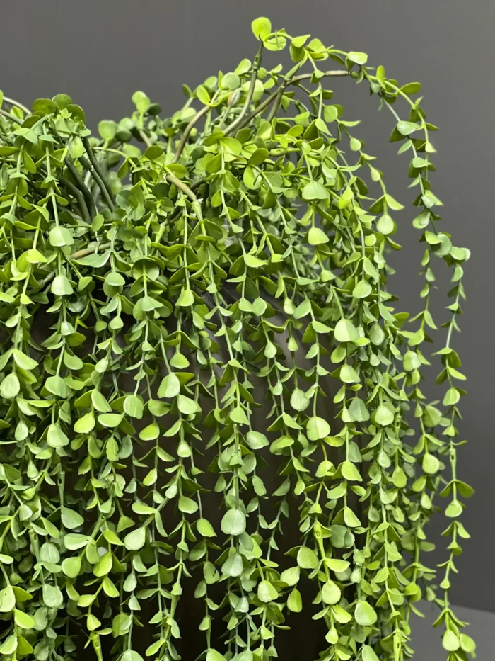 Hanging greenery – 6762