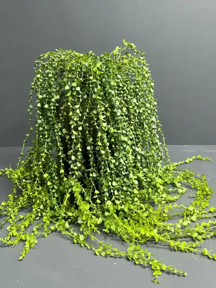 Hanging greenery – 6762