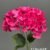 1740-36 Fuchsia