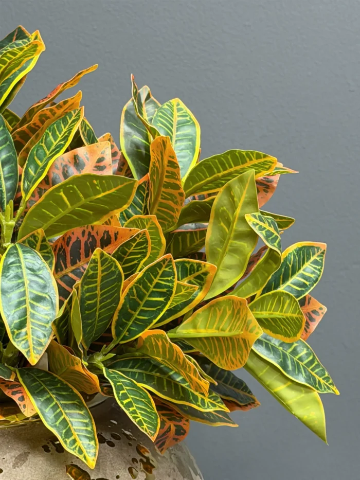 Greenery leaves – 6652-1